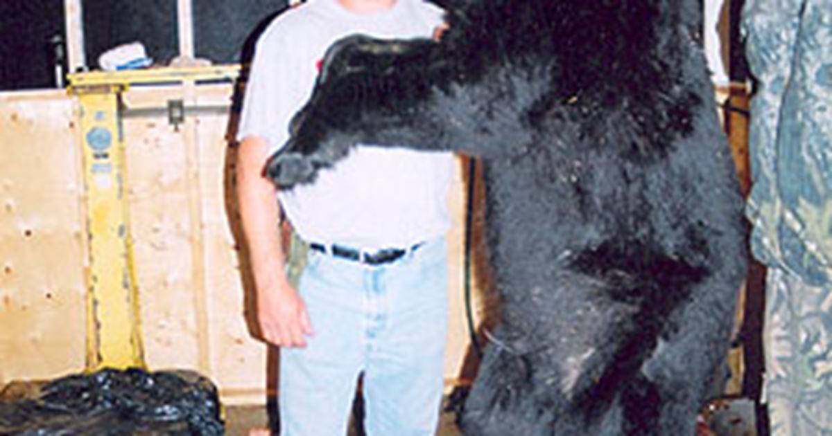 Black Bear Hunt Package, Hearst, Chapleau, Cochrane, Timmins, Kirkland