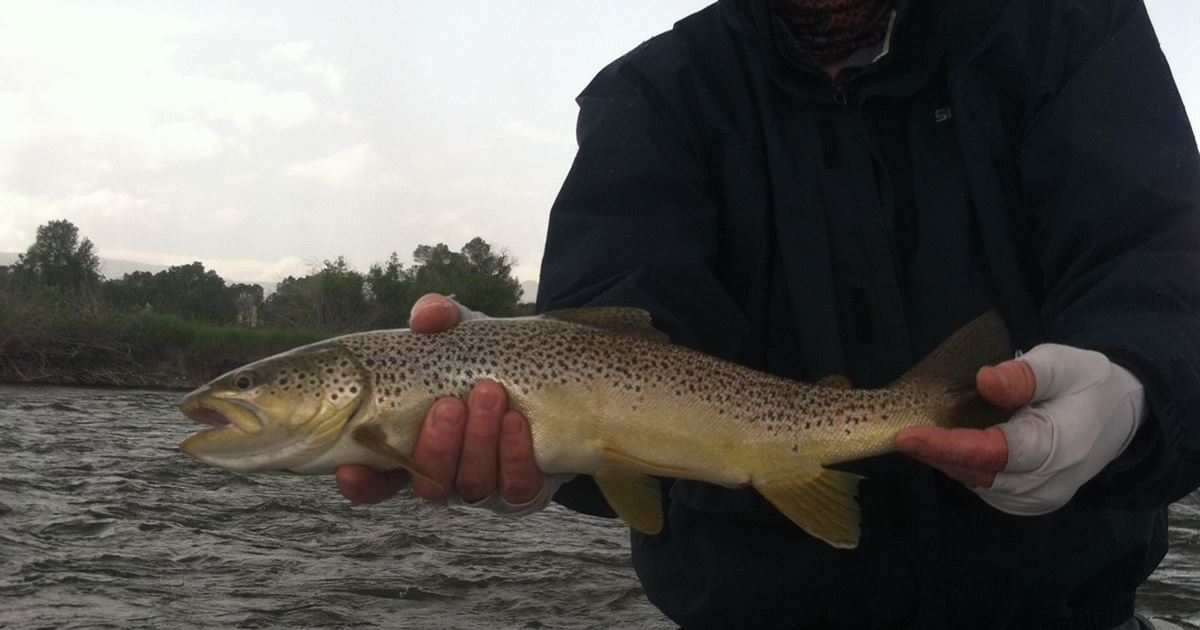 Great streamer fishing on the Madison River Ennis, Montana