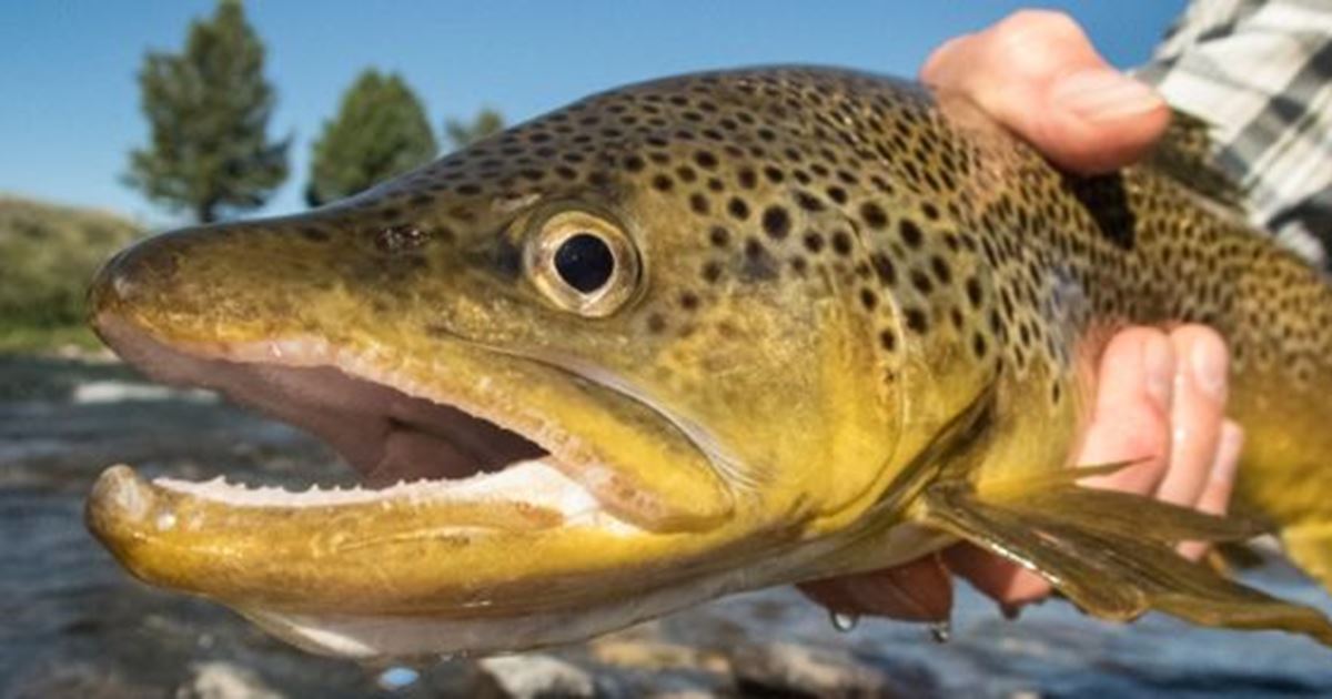 Top 8 Fly Fishing Rivers in Montana