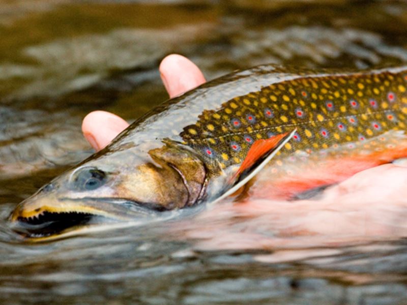 Brook Trout Drake, Colorado