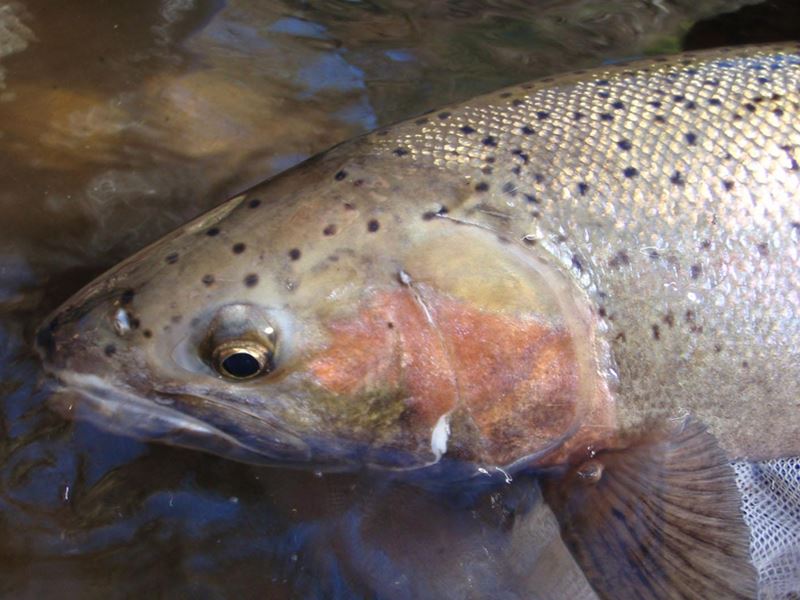 Steelhead Trout Glenwood, Washington