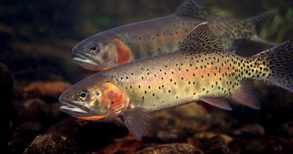 Cutthroat Trout - Pateros, Washington
