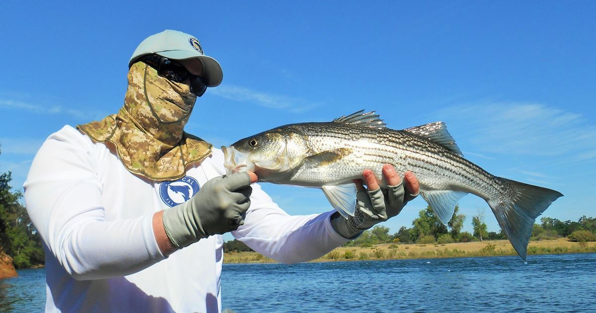 American River Fishing Report 5516
