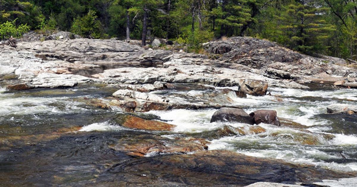 Au Sable River Fishing Report Frederic, Michigan