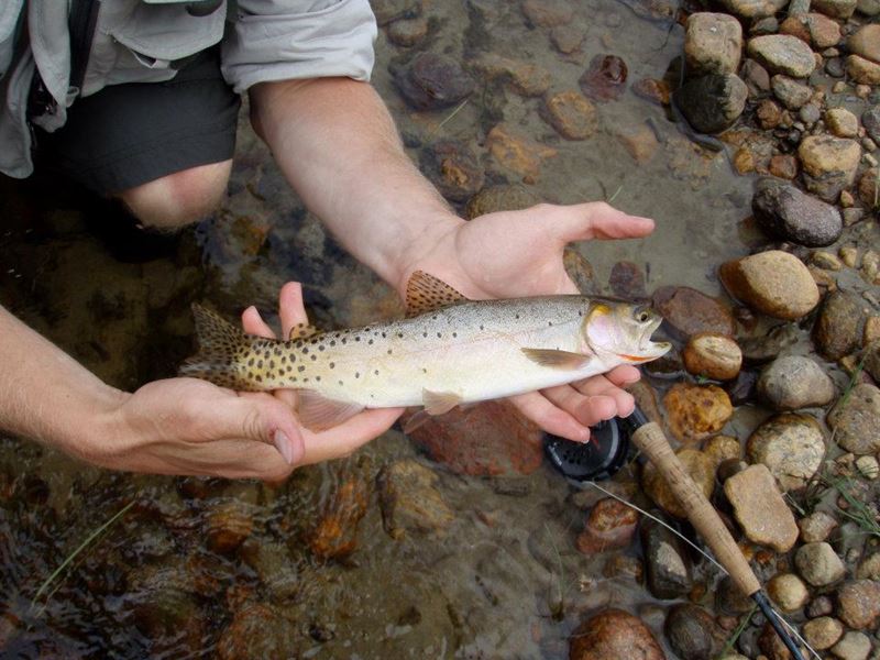 Colorado Trout Fisher Denver, Colorado