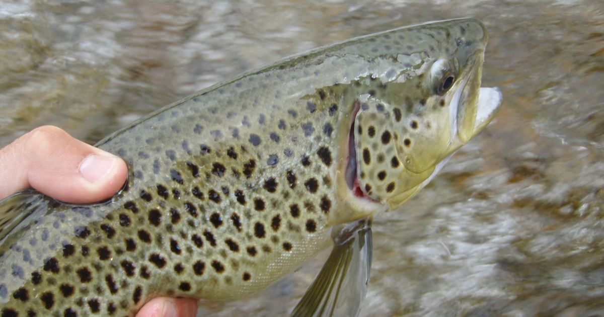 St Vrain River Float Trip With Colorado Trout Fisher Lyons Colorado