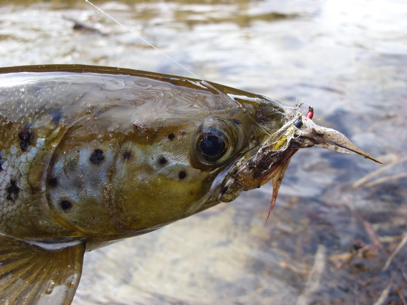 Weatherby's Fishing and Hunting Lodge Grand Lake Stream, Maine