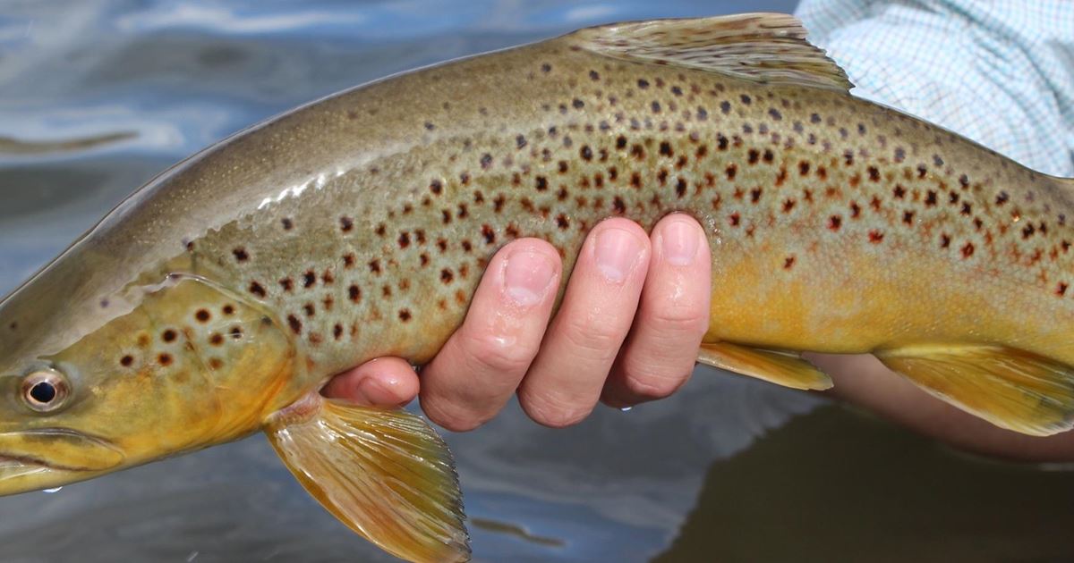 Aspen Fly Fishing Guide Service Aspen, Colorado