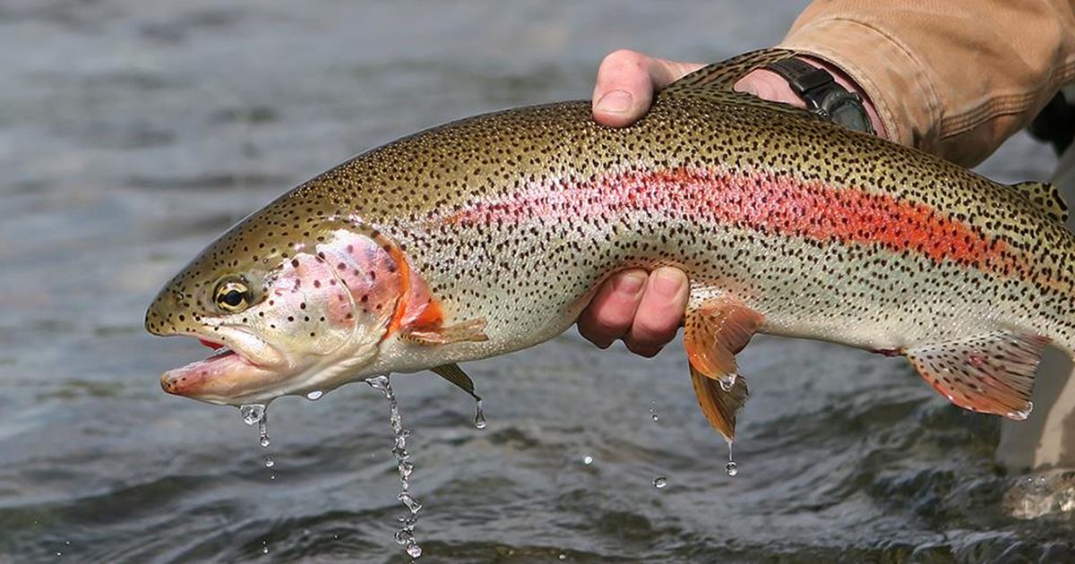 John Gierach Talks About Trout Bumhood, Life, Fly Fishing's Class Wars