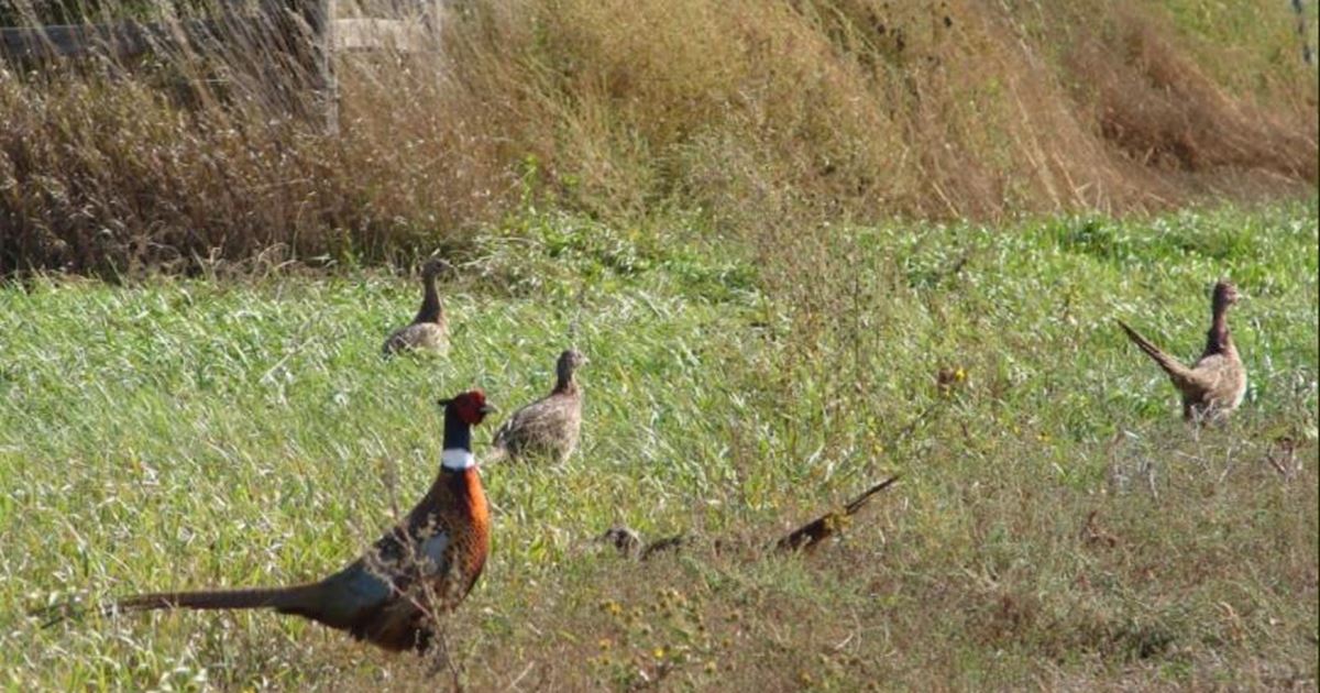3 Day Guided Pheasant Hunt and Lodging White Lake, South Dakota
