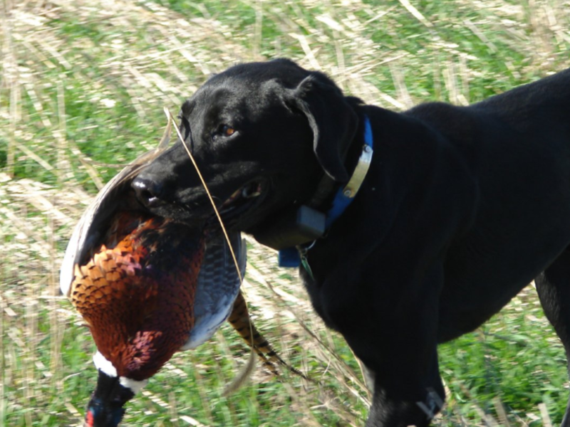 3 Day Guided Pheasant Hunt and Lodging White Lake, South Dakota