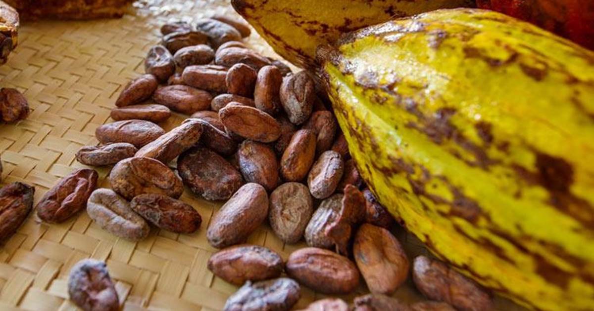 BELIZE MAYAN CHOCOLATE TOUR Maya Centre, Stann Creek District