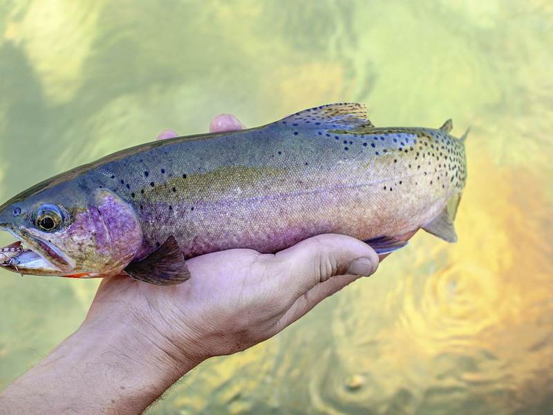 Middle Fork of the Salmon River July & August Fly Fishing 6 day all