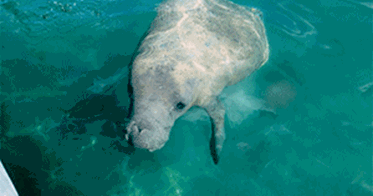 Manatee Watching & Day at Goff Caye