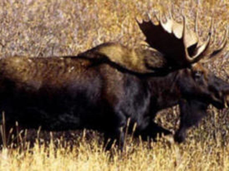 Bull Moose Archery Hunting Housekeeping Package Gowganda, Northeast