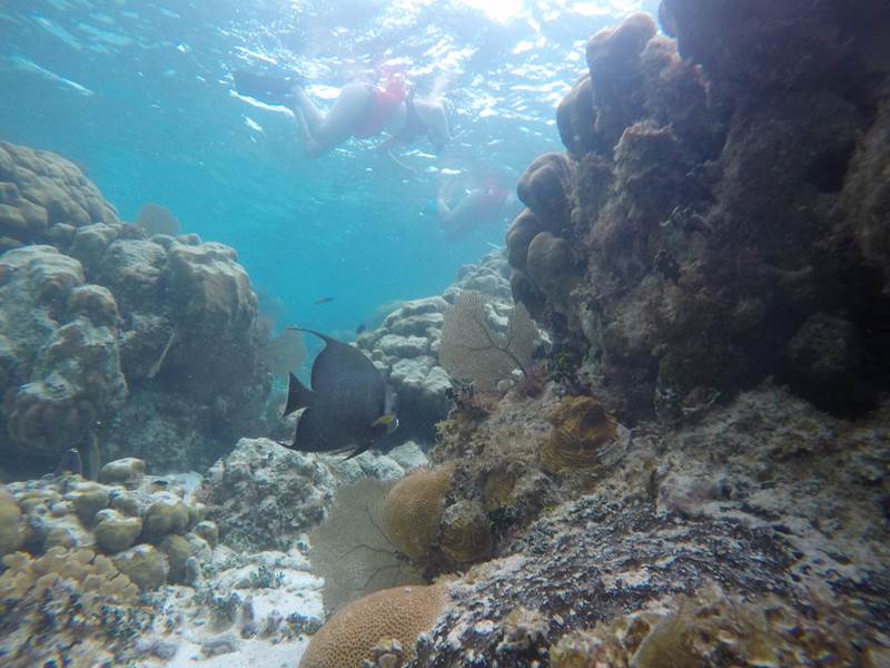 Barrier Reef Snorkel Caye Caulker From Bze City