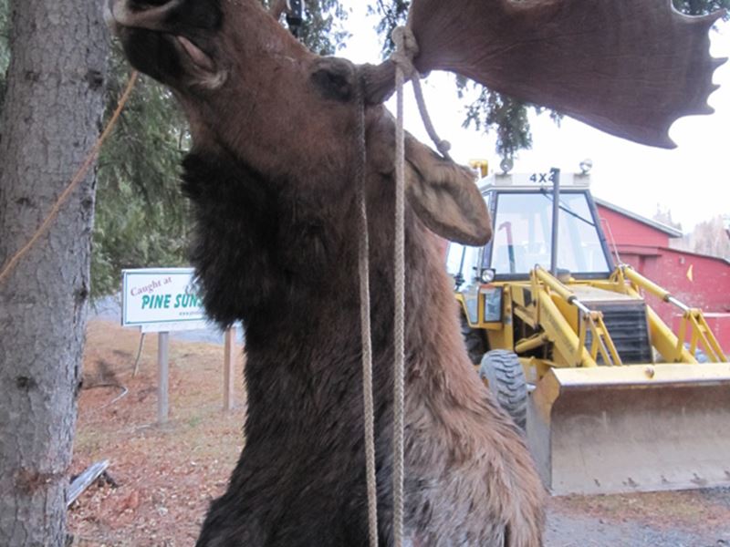 Moose Hunting, Kenora, Red Lake, Dryden, Sioux Lookout, Thunder Bay