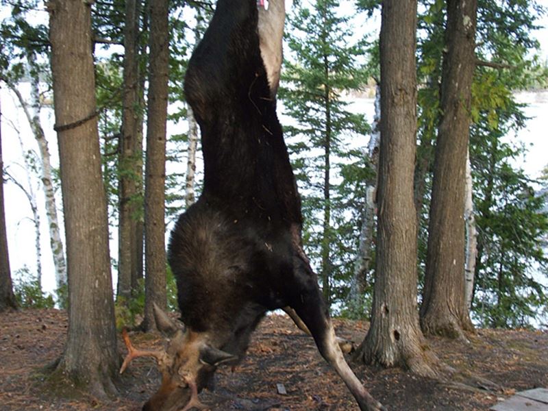 Moose Hunting, Kenora, Red Lake, Dryden, Sioux Lookout, Thunder Bay