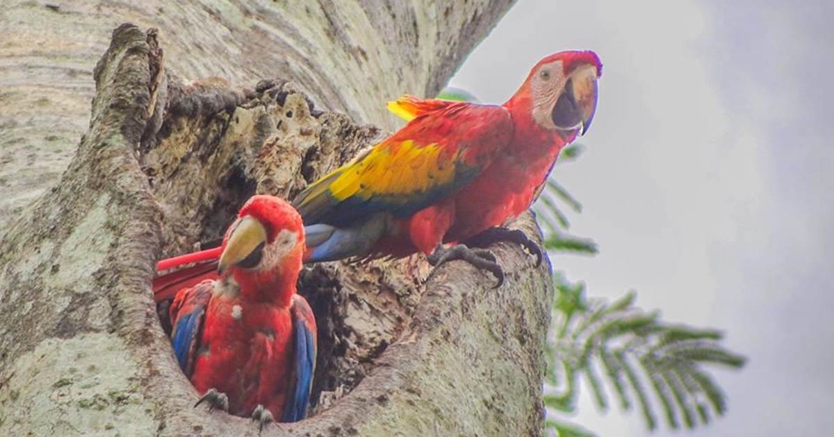 Scarlet Macaw Birding Experience, Stann Creek District