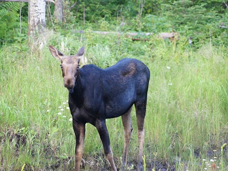 Archery Moose Hunting Packages, Kenora, Red Lake, Dryden, Sioux Lookout