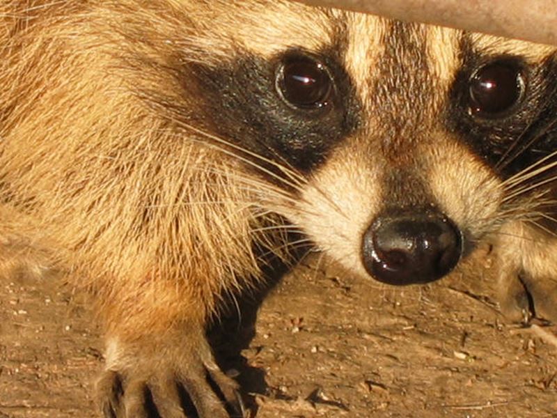 South River Resort, North Bay and Lake Nipissing, Ontario