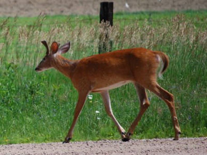 South River Resort, North Bay and Lake Nipissing, Ontario
