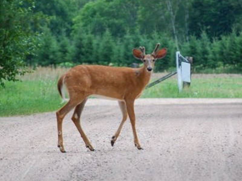 South River Resort, North Bay and Lake Nipissing, Ontario