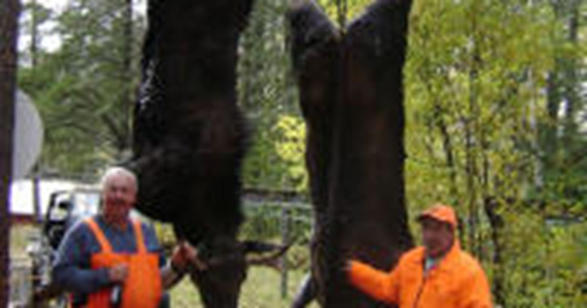 Hunting Package Moose (Archery), Nipigon, Geraldton, Manitouwadge