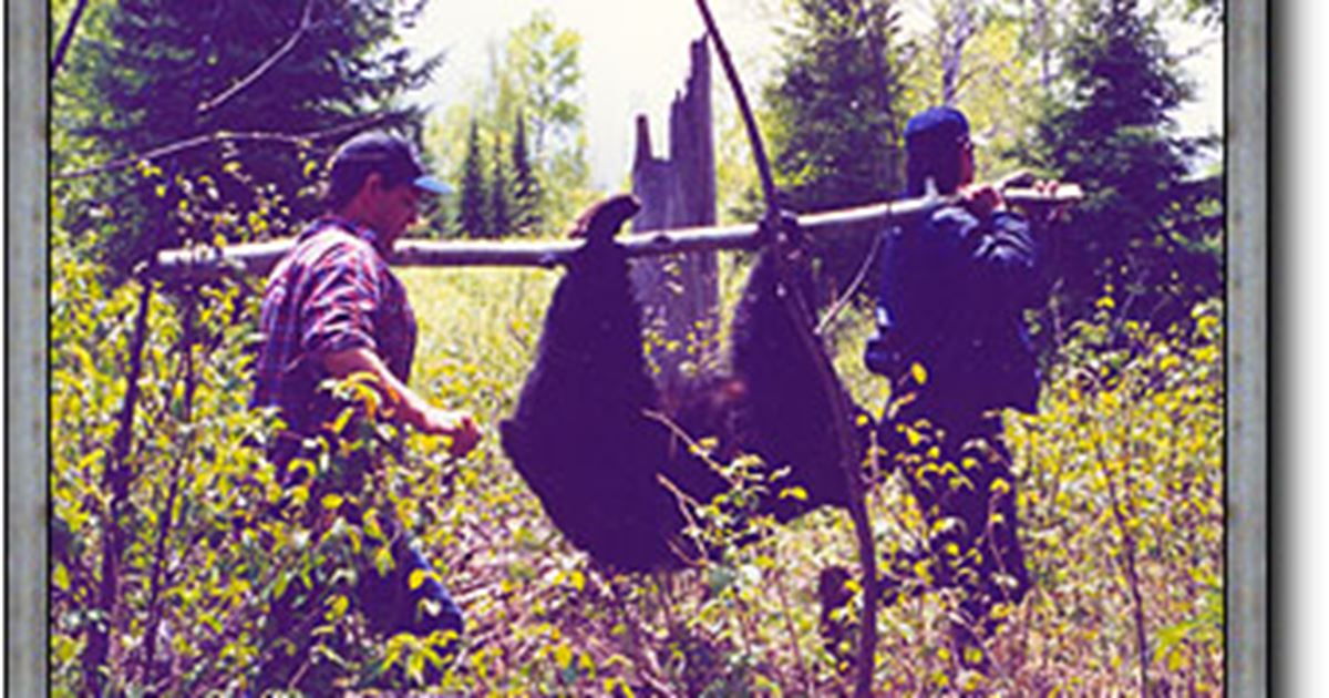 Housekeeping Bear Hunting Package, Hearst, Chapleau, Cochrane, Timmins
