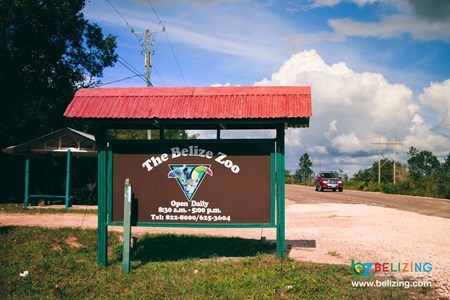 Belize Zoo Tours
