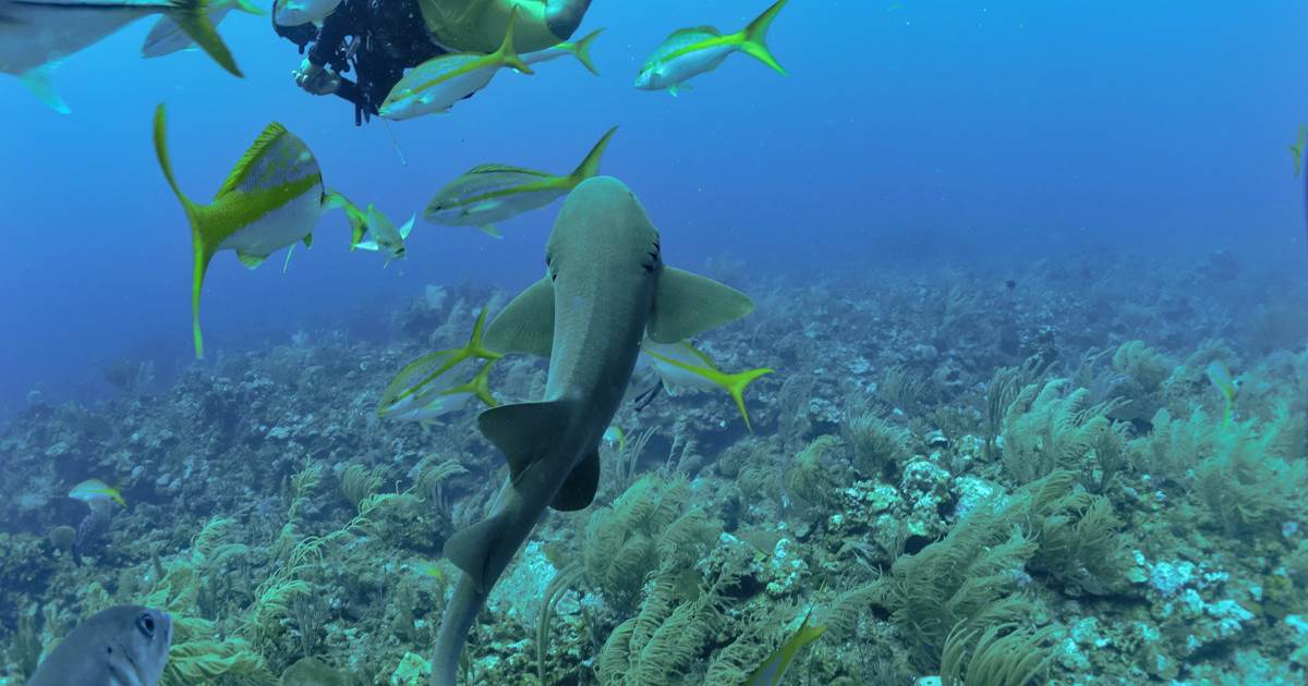 Local Two Tank Local Barrier Reef Dive