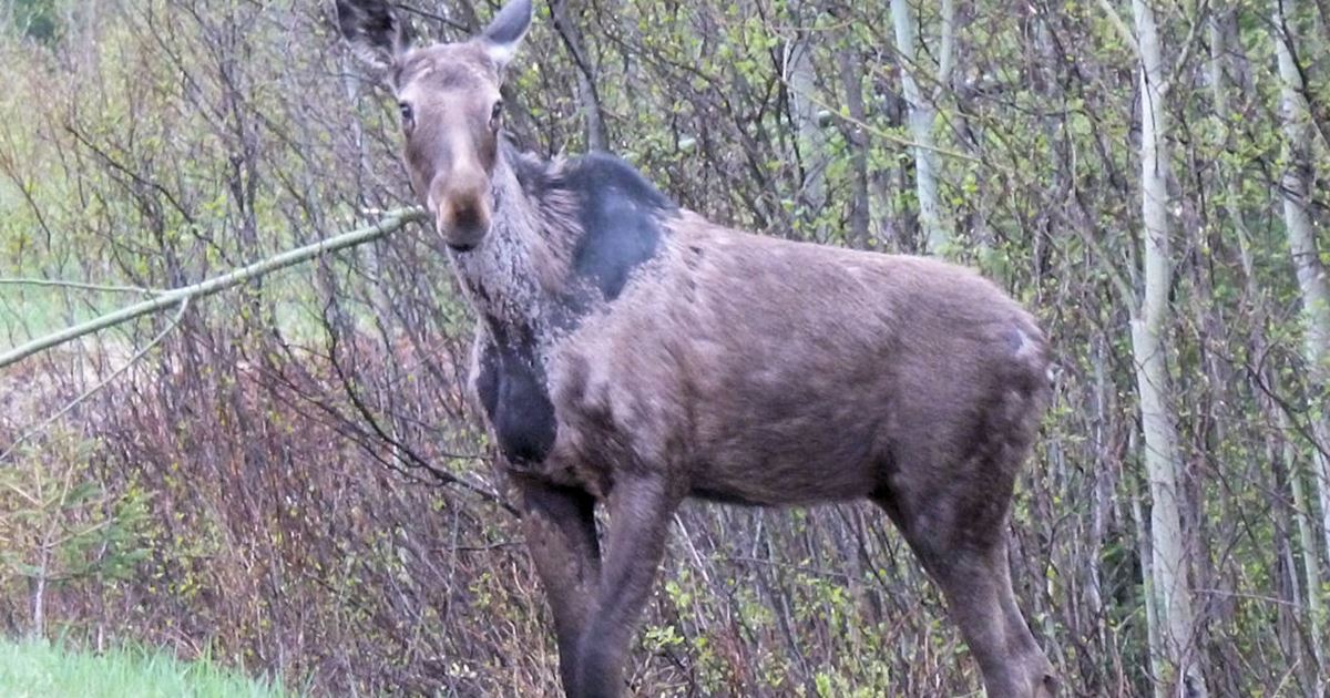 Archery Bull Moose Hunt Package, Hearst, Chapleau, Cochrane, Timmins