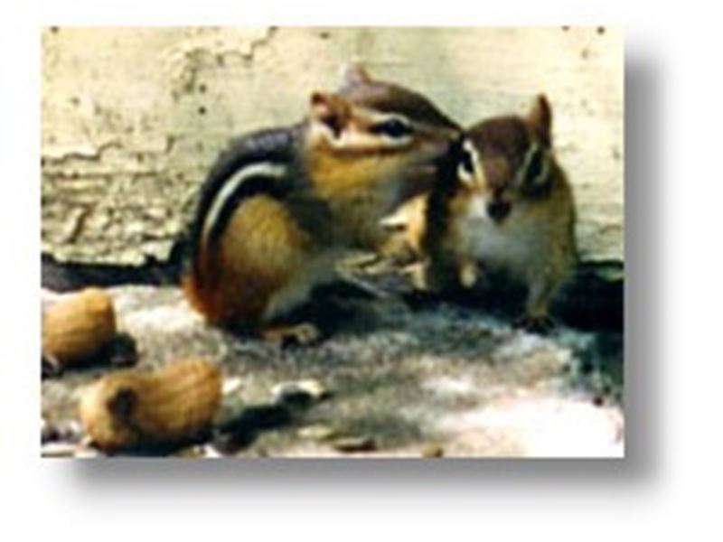 Cosy Cove Cottages, North Bay and Lake Nipissing, Ontario